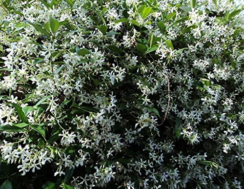 Star Jasmine Aka Trach. Jasminoides Live Plant Fit 01 Gallon Pot