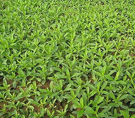 semillas de stevia rebaudiana venta caliente dulces flores en ...
