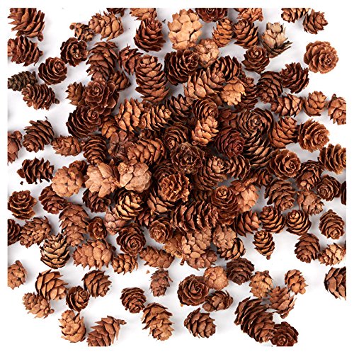 Natural Mini Pinecones | 5 Ounces