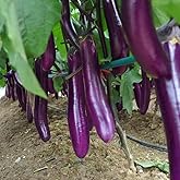 NO-GMO 180 Seeds, Italian Purple Eggplant Seed High Yield Vegetable Seed for Planting Home Garden Heirloom Seeds