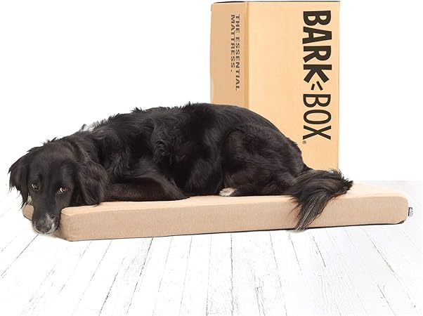 senior cat stopped eating