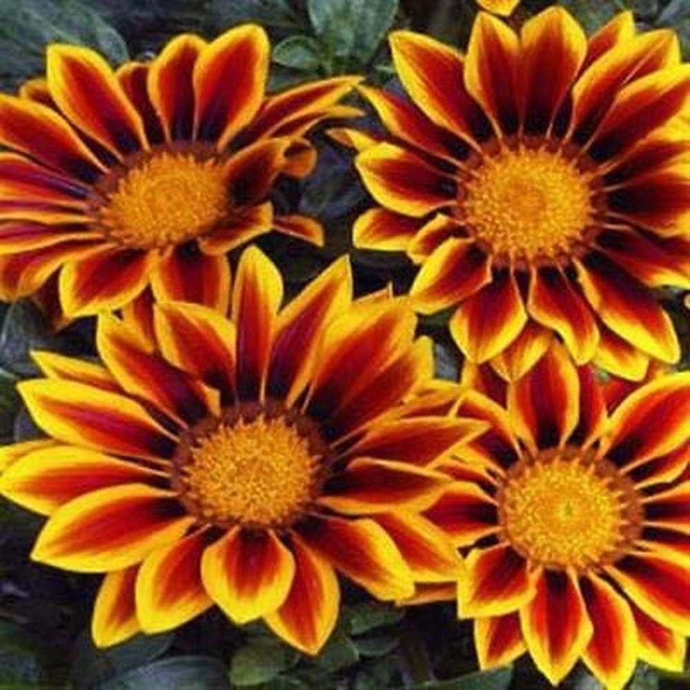 200 Seeds Rare Gazania Kiss Golden Flame Flower Seeds Home Garden Decoration Potted Heirloom Beautiful Fragrant Flowers Plants Bonsai Plants Perennial
