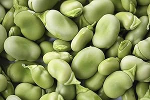Bean, Broad Bean Windsor Bush, Heirloom, Organic 50 + Seeds, Non-GMO, Buttery N Healthy Beans : Seeds Only
