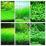 Aquarium Grass Plant Seeds – 6 Pack Aquarium