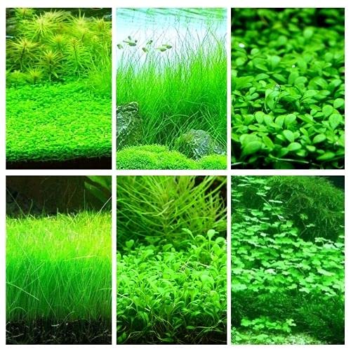 Aquarium Grass Plant Seeds 6 Pack Aquarium Grass Seeds for Planting Pricepulse