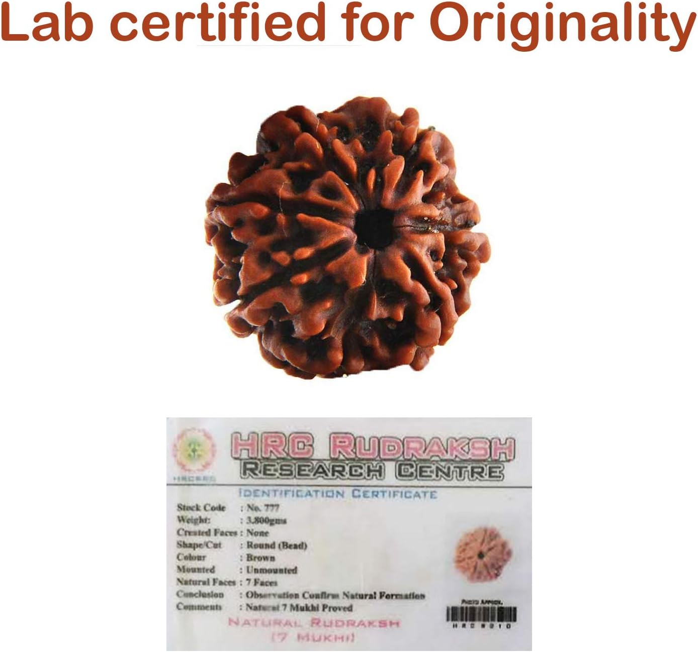 Tulip Meadow Rudraksha Seed 7 Faced (7 Mukhi) 100% Original Certified Nepali rudraksha (Elaeocarpus granitus)