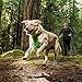 RUFFWEAR - Front Range Dog Harness, Reflective and Padded Harness for Training and Everyday, Twilight Gray (2017), Large/X-Large