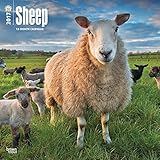 2017 Monthly Wall Calendar - Sheep