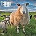 2017 Monthly Wall Calendar - Sheep