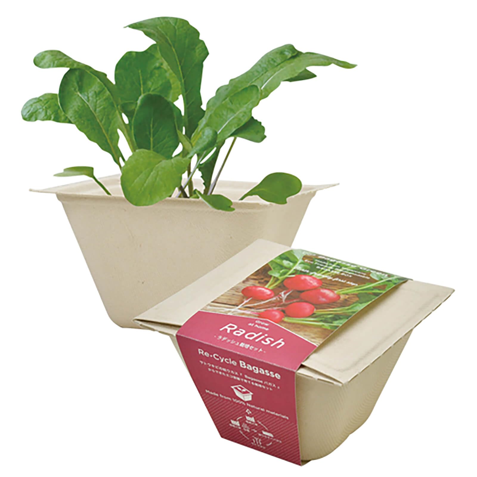 聖新陶芸 通年 家庭菜園 簡単 栽培キット ゆったり育てる ラディッシュ 野菜 栽培セット ( 自由研究 / 食育 ) 鉢の幅約12cm バガスグリーン 母の日 プレゼント 誕生日 GD-95301商品画像