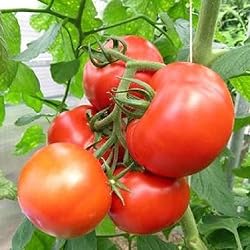 Eden Brothers Tomato Seeds - Rutgers VF Non-GMO