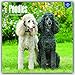 Poodles 2017 Square