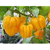 Habanero Madame Jeanette Chili Pepper Seeds, 25 Count, Suriname Hot Pepper Variety (1, 10)