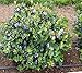Top Hat Dwarf Blueberry - Live Plant - Quart Pot