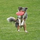 Vivifying 2 Pack 7 Inch Natural Rubber Flying Disc for Dogs Green Red view 7