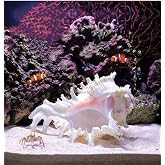 YZHZOM 5.5&lsquo;&rsquo; to 6.3&lsquo;&rsquo; Large Natural Conch Shell Fish Tank Hideout Fish Tank House Natural Conch sea Shells for Fish Tank,Air Plant,Home Decorations,DIY Crafts