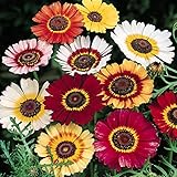 Outsidepride Chrysanthemum Rainbow Mix - 1000 Seeds