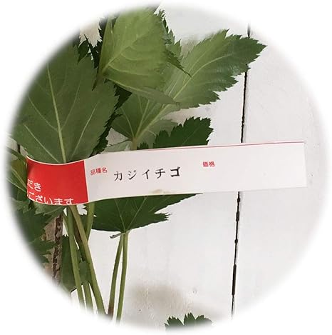 Amazon 木イチゴ 苗木 構苺 12cmポット苗 かじいちご 木いちご 苗 木苺 果物