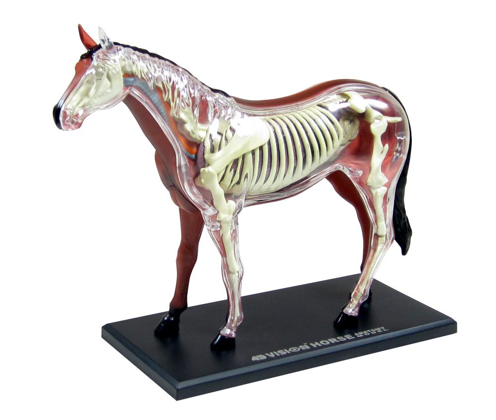 Horse Anatomy Model 4D Vision Model tillescenter Anatomical Models