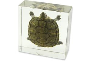 REALBUG Turtle Specimen