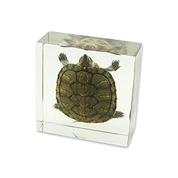 REALBUG Turtle Specimen