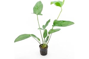 SubstrateSource Anubias Live Aquarium Plants - Potted Freshwater Plant for Fish Tanks, Terrariums - Beginner Friendly Low Light (Hastifolia, 1 Pot)
