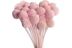 JOJAZE 30pcs Natural Dried Flowers Craspedia Billy Balls Flowers Pink Dried Craspedia Flowers Billy Buttons Floral Bouquet for Wedding Home Tall Vase Boho Decor Fall Autumn