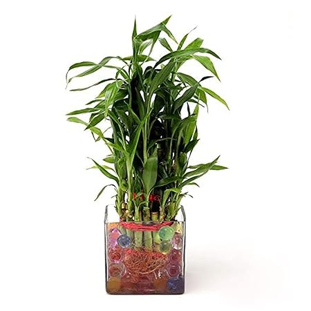 Ferns N Petals 2 Layer Lucky Bamboo Plant Live Indoor Glass Pot 3 X 3 Inches