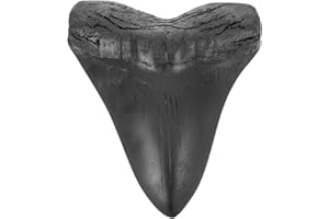 Cabilock Megalodon Shark Tooth Resin Decorative Ornament 5.3 Inch Prehistoric Shark Tooth Figurine for Collectors and Home Di