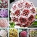 Mixed Color Hoya Ball Orchid Seeds Garden Potted Flower 100 Pcs/Bag (100pcs/pack)