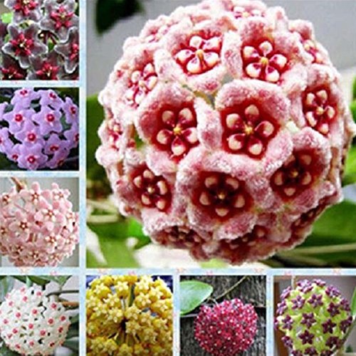 Mixed Color Hoya Ball Orchid Seeds Garden Potted Flower 100 Pcs/Bag (100pcs/pack) Mixed Color Hoya Ball Orchid Seeds Garden Potted Flower 100 Pcs/Bag (100pcs/pack)