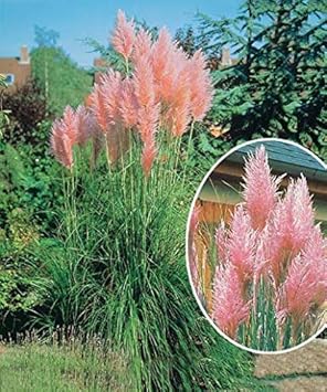 Risitar Graines Rare Herbe De La Pampa Rose Décorative