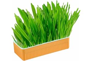 Catnip Cat Grass, No Need Soil Promote Digestion and Oral Health Easy to Take Care Hydroponic Cat Grass Kit with Planting Box