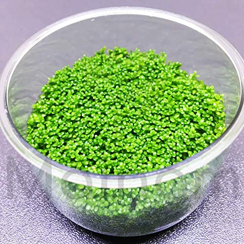 Mainam (1-Cup) Dwarf Baby Tears Carpet Imported Direct from Grower Live Aquarium Plants Decoration Tissue Culture for Freshwater Aquatic Plant Tank - Thumbnail 7