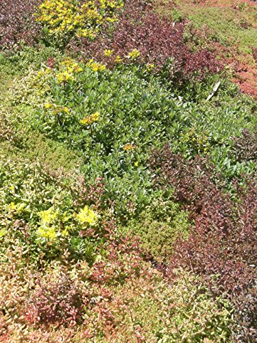 2 kg Sedumsprossenmischung für 20 m² Dachbegrünung – Bild 6