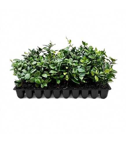 Amazon.com : Jasmine Confederate Qty 30 Live Plants Fragrant Easy