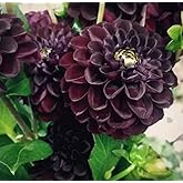 100PCS Dahlia Flower Seeds Burgundy Dahlia Flower Garden Perennial Seeds