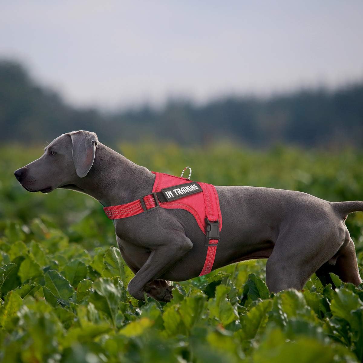 Soft Breathable Mesh Dog Vest Harness NOYAL in Training ...