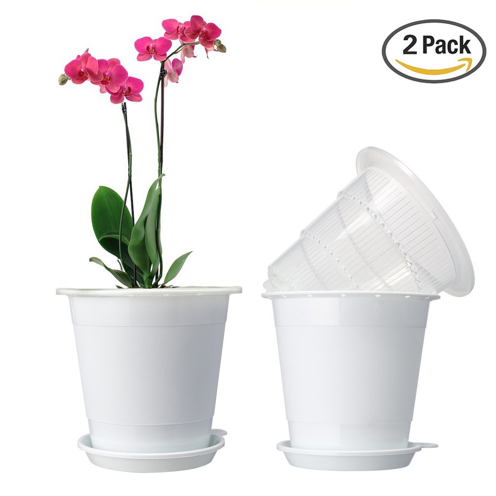 What’s the best pot for an Orchid? Basic Orchid Care