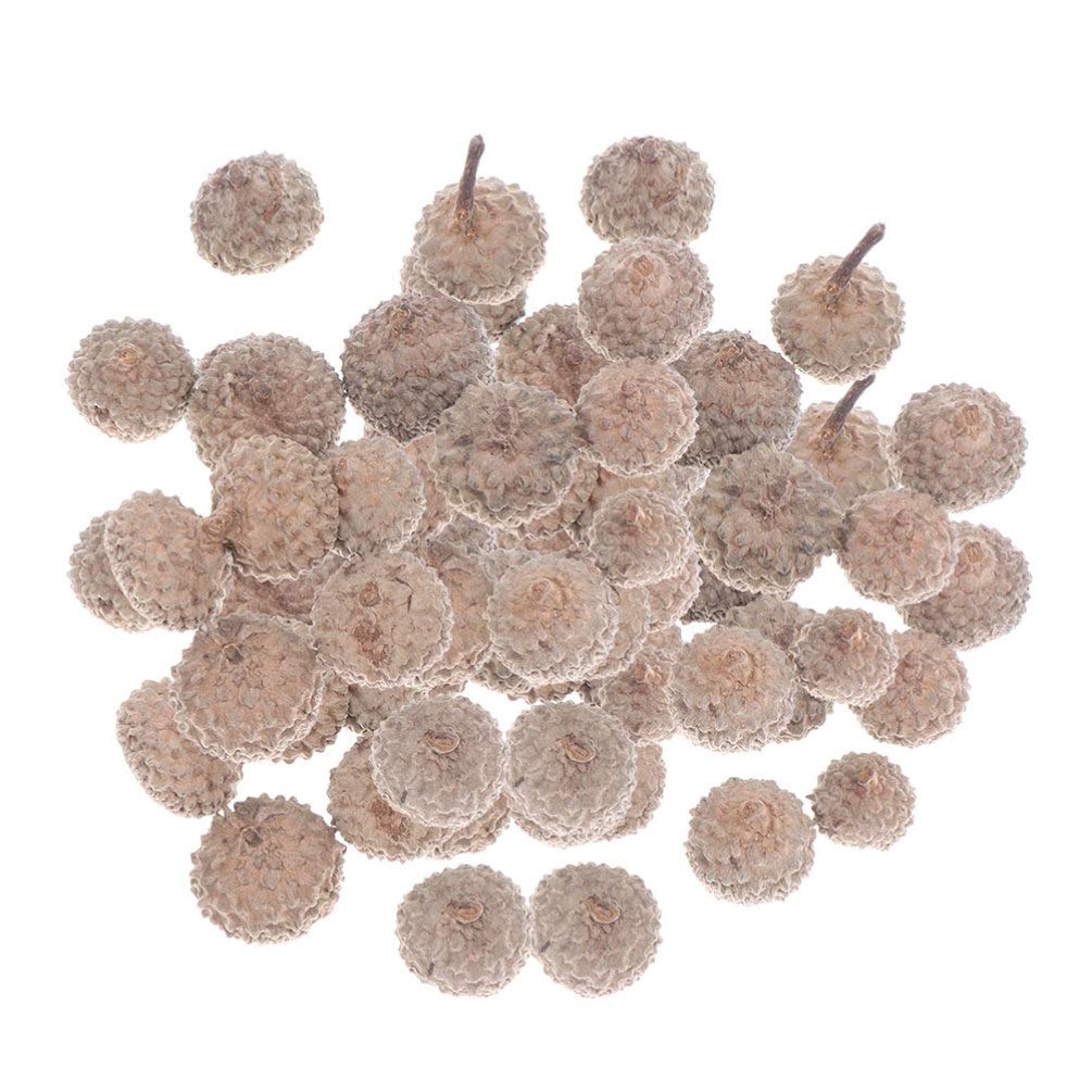 Healifty 50pcs Natural Acorn Caps DIY Craft Acorn Tops for Wedding Christmas Thanksgiving Fall Party Decoration Supplies