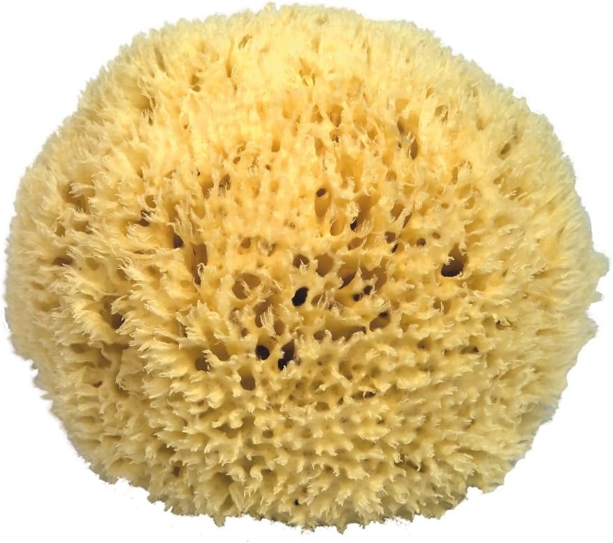 Croll and Denecke P080 natural sponge from the Mediterranean sea, premium quality, size: 8 cm