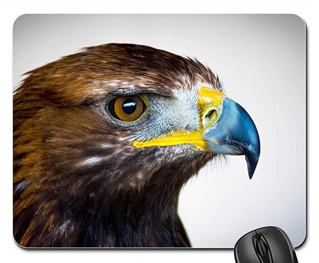 Amazoncom Mouse Pads Golden Eagle Bird Of Prey Scotland