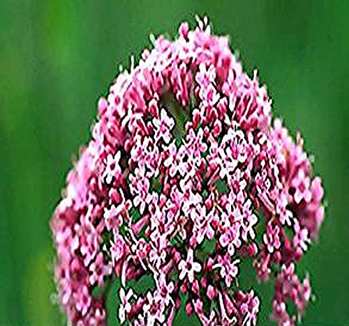 1,5,10 packs x 100 Valerian Seeds (Valeriana Officinalis) - Russian Heirloom Herb Seed - By MySeeds.Co (5 Packs x Valerian Seed)