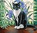 Lang 2017 Love of Cats Wall Calendar, 13.375 x 24 inches (17991001926)