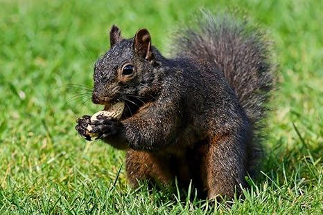 Amazon Co Jp リスの壁紙 動物の壁紙 33146 キャンバス ステッカー 印刷 壁紙ポスター はがせるシール式 写真 特大 絵画 壁飾り50cmx33cm ホーム キッチン