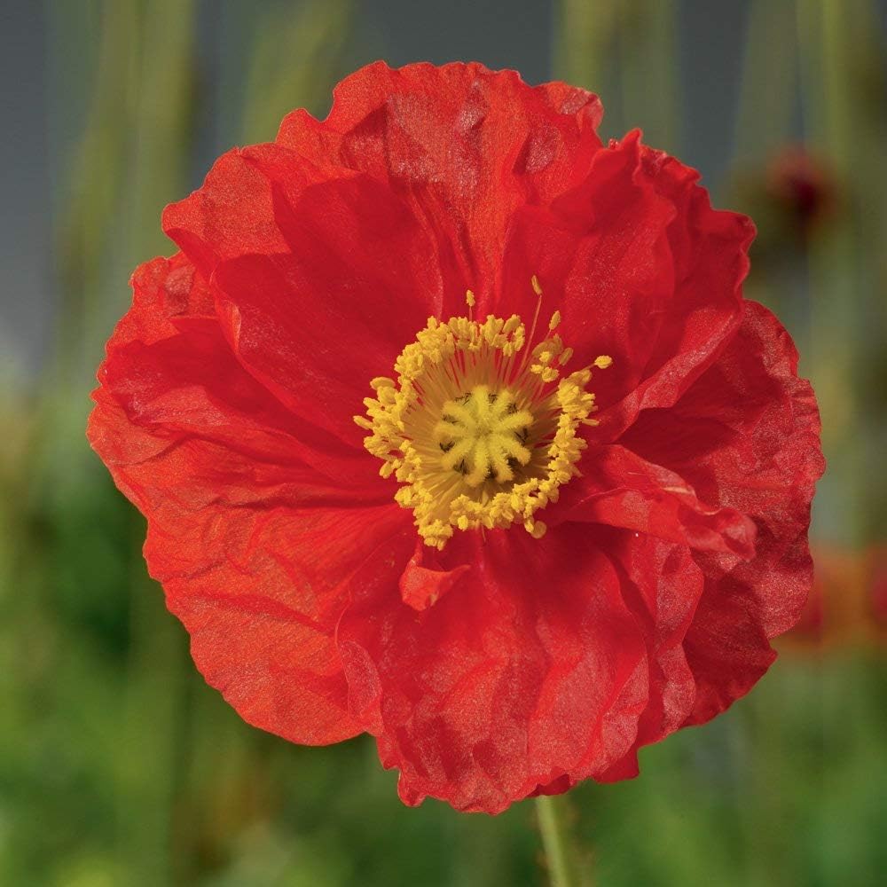 Wildflower Seeds for The Garden Perennial Annual Plants Grow Your Own UK Wild Flower Seed Mix Poppies - Image 4