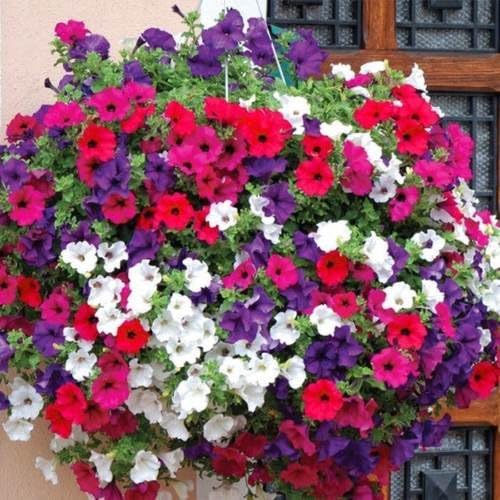 2000+Dwarf Petunia Mix Flower Seeds Garden/Containers Hanging Baskets Window Box