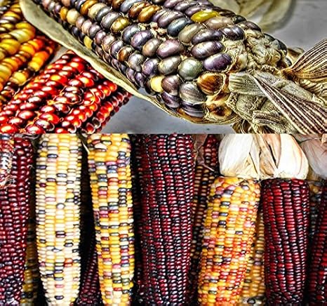 Amazon Com 1 Lb 1 600 Seeds Indian Corn Seed Oldest Varieties Of Heirloom Corns Non Gmo Seeds By Myseeds Co 1 Lb Indian Corn Mix Garden Outdoor