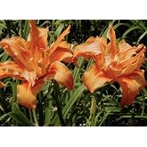 Kwanso Daylily - Bare Root Plant, Hardy Perennial for Zone 3, Vibrant Orange Blooms, Low Maintenance, Ideal for Full Sun or Partial Shade, Perfect for Garden Borders &amp; Landscapes
