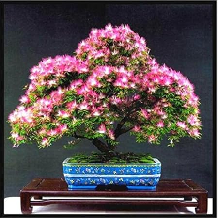 Amazon Com 50seeds Bolsa Arco Iris Albizia Julibrissin Arbol De Acacia Semillas De Semillas De Flores Hermosas Bonsai Plantas De Maceta Para Casa Jardin 4 Jardin Y Exteriores